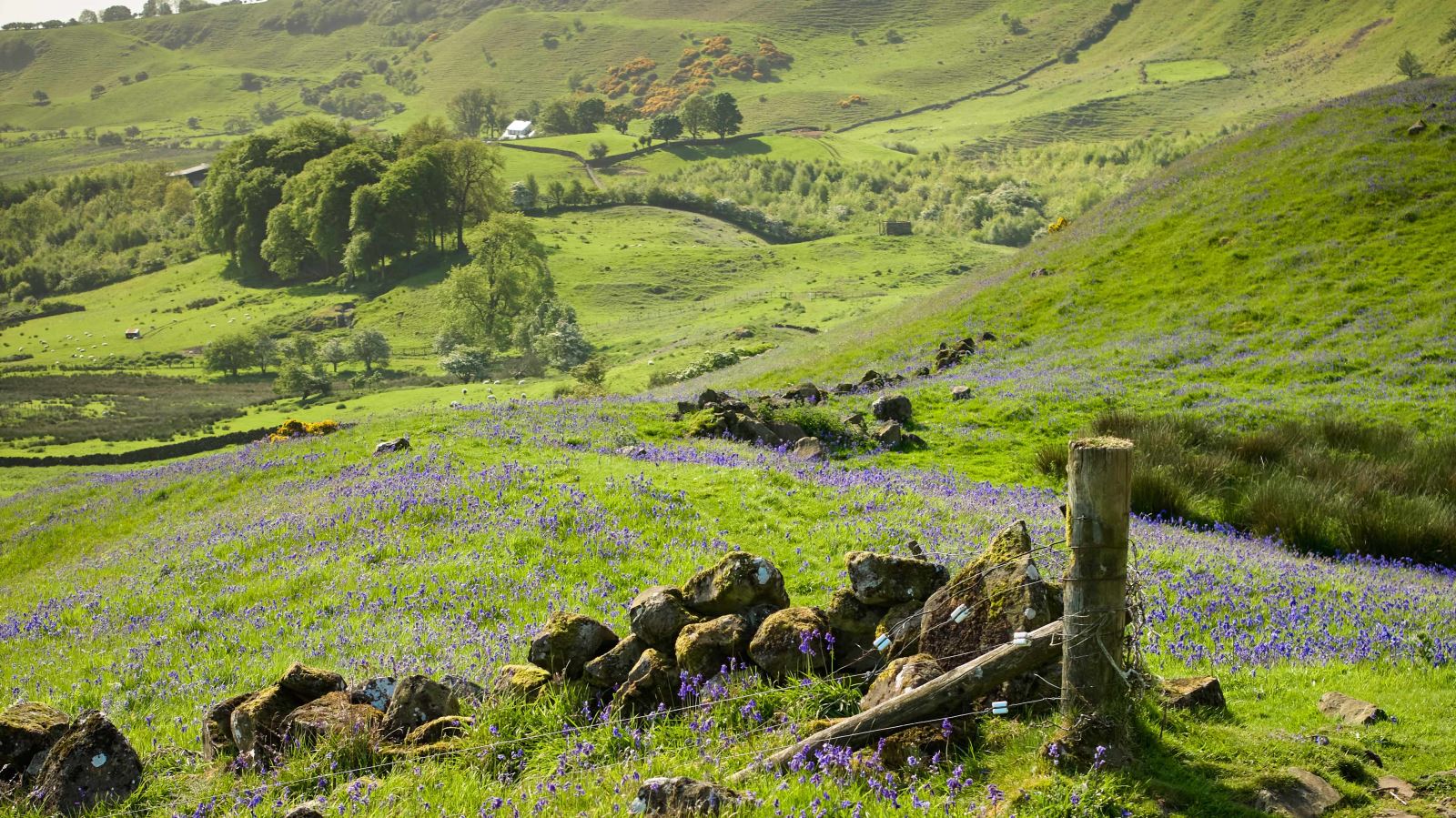 Bluebells at Sallagh Braes